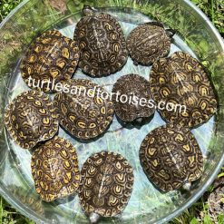 Central American Ornate Wood Turtles (Rhinoclemmys p. manni)