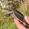 Florida Softshell Turtles (Apalone ferox)