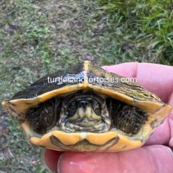 Yellow Headed Temple Turtles (Heosemys annandalii)