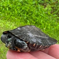 Kwangtung River Turtles (Mauremys nigricans)
