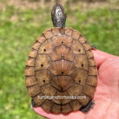 Musu Side neck Turtles (Elseya ssp.)