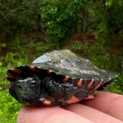 Kwangtung River Turtles (Mauremys nigricans)