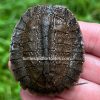 Asian Leaf Turtles (Cyclemys dentata)