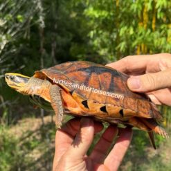 FALL SALE - Hainan Island Three-striped Box Turtles (Cuora trifasciata luteocephala) CB 2016 Females - Image 3