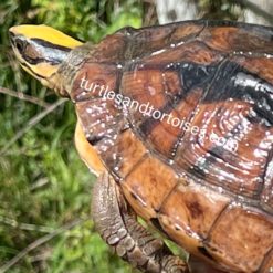 FALL SALE - Hainan Island Three-striped Box Turtles (Cuora trifasciata luteocephala) CB 2016 Females - Image 4