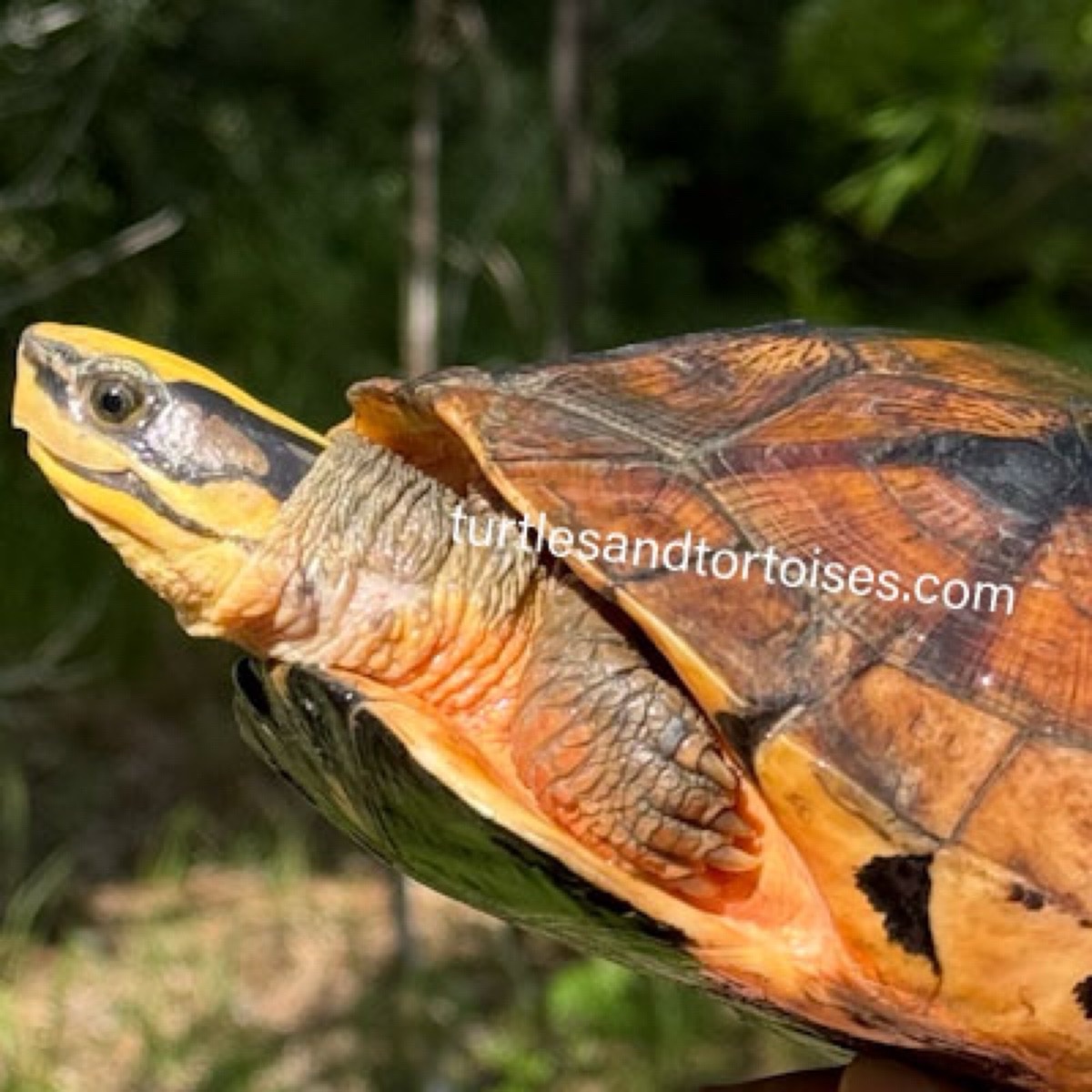 FALL SALE - Hainan Island Three-striped Box Turtles (Cuora trifasciata luteocephala) CB 2016 Females
