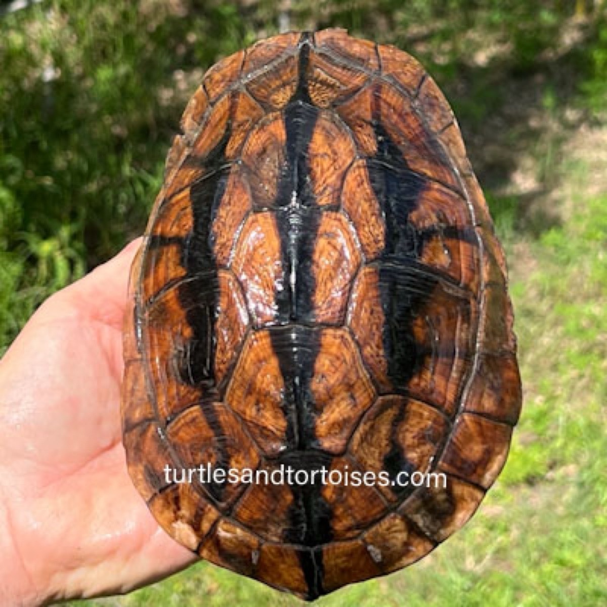 FALL SALE - Hainan Island Three-striped Box Turtles (Cuora trifasciata luteocephala) CB 2016 Females - Image 2