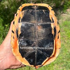 FALL SALE - Hainan Island Three-striped Box Turtles (Cuora trifasciata luteocephala) CB 2016 Females - Image 6