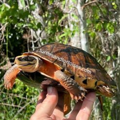 FALL SALE - Hainan Island Three-striped Box Turtles (Cuora trifasciata luteocephala) CB 2016 Females - Image 7