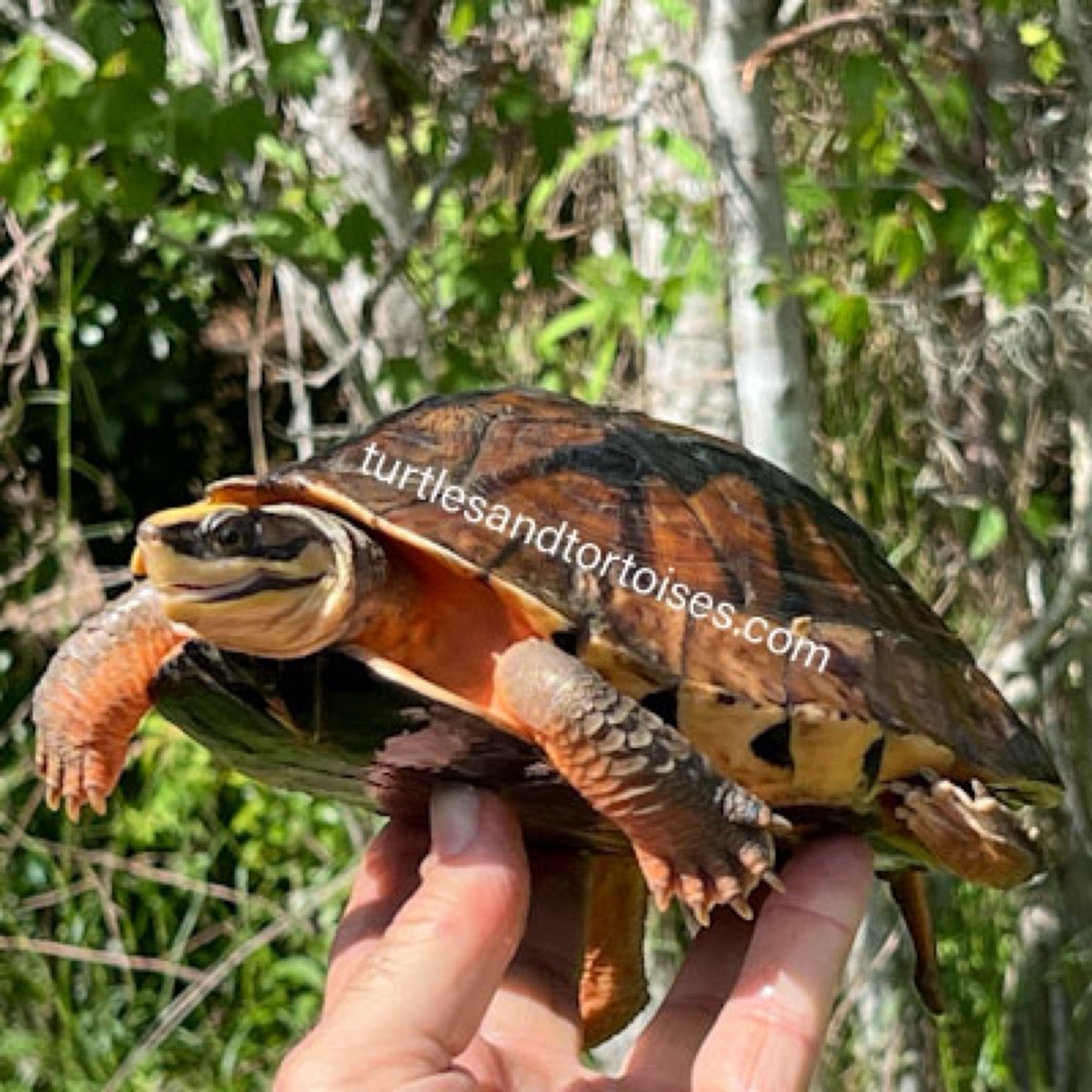 FALL SALE - Hainan Island Three-striped Box Turtles (Cuora trifasciata luteocephala) CB 2016 Females - Image 7