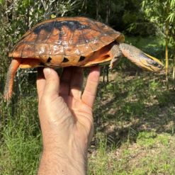 FALL SALE - Hainan Island Three-striped Box Turtles (Cuora trifasciata luteocephala) CB 2016 Females - Image 5
