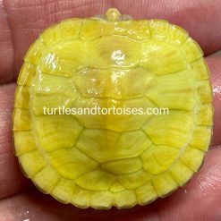 Albino Red Ear Sliders (Trachemys scripta elegans)