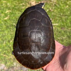 66% Het for albino Pink Belly Sideneck Turtles (Emydura subglobosa)