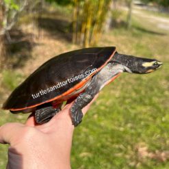 66% Het for albino Pink Belly Sideneck Turtles (Emydura subglobosa)