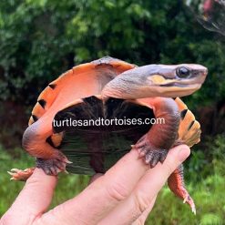 FALL SALE - Annamite or Central Vietnamese Three-Striped Box Turtles (Cuora cyclornata annamitica) CB 2017 Females
