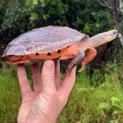 Alternative view of FALL SALE - Annamite or Central Vietnamese Three-Striped Box Turtles (Cuora cyclornata annamitica) CB 2017 Females