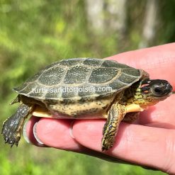 Furrowed Wood Turtles (Rhinoclemmys areolata) CB 2026 - Image 3