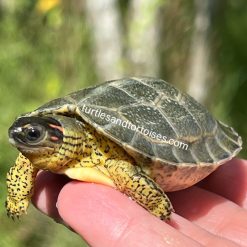 Furrowed Wood Turtles (Rhinoclemmys areolata) CB 2026