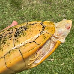Albino Red Ear Sliders (Trachemys scripta elegans)