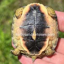 Furrowed Wood Turtles (Rhinoclemmys areolata) CB 2026 - Image 2