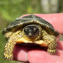 Furrowed Wood Turtles (Rhinoclemmys areolata) CB 2026 - Image 5