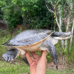 Alternative view of Murray River Turtle (Emydura macquarii macquarii) CB Adult Female