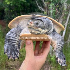 Murray River Turtle (Emydura macquarii macquarii) CB Adult Female