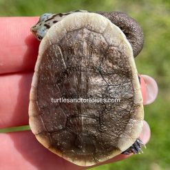 Parker's Snake Neck Turtles (Chelodina parkeri)