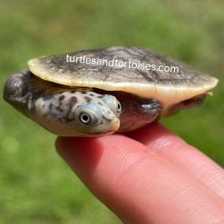 Parker's Snake Neck Turtles (Chelodina parkeri)