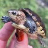 Vera Cruz White Lipped Mud Turtle (Kinosternon leucostomum)